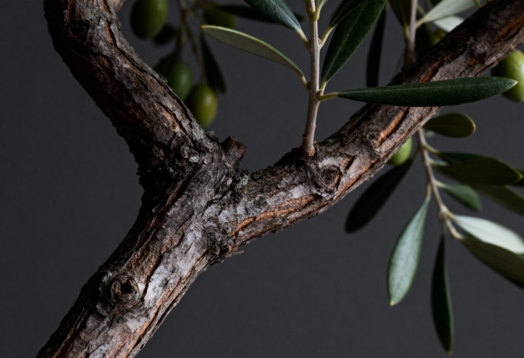 Argan & Olive
