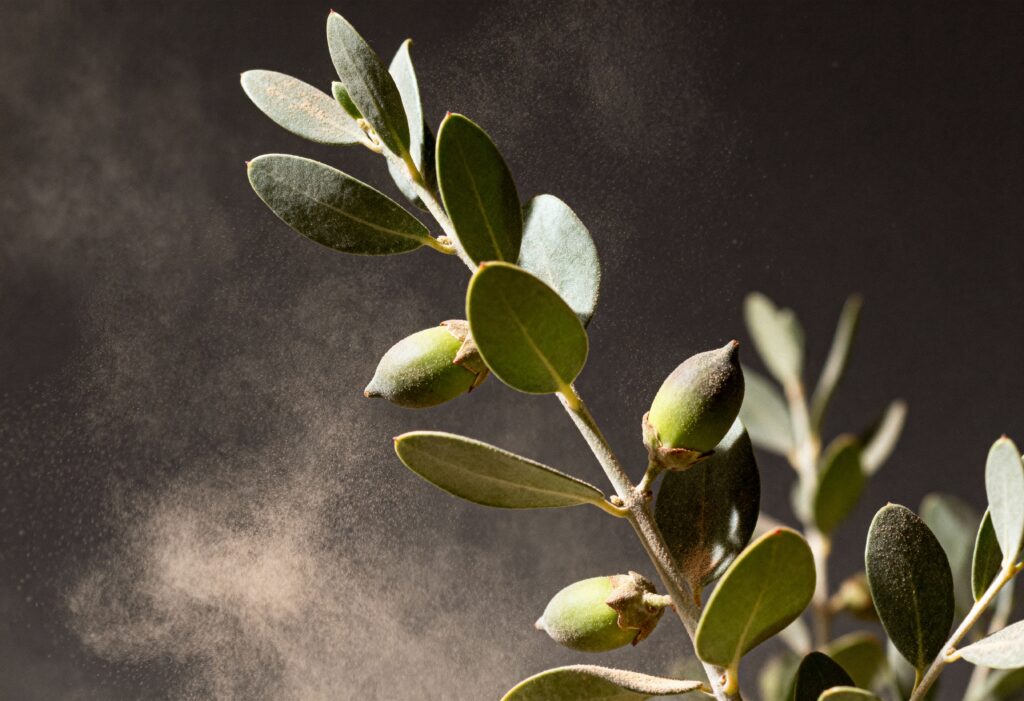 Jojoba