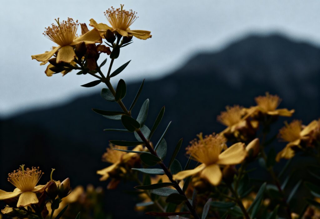 St. John's Wort Oil